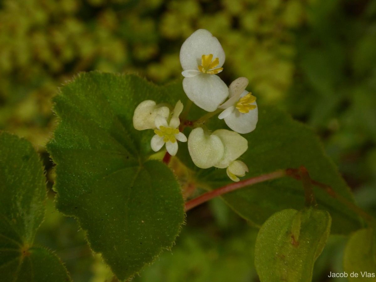 Begonia hirtella Link